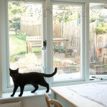 Bella the Cat