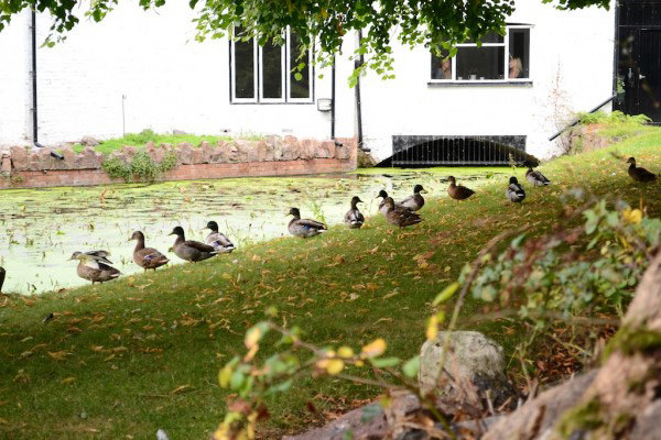 Ducks hanging out by the mill pond