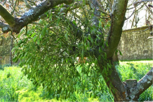 deVOL-kitchens-blog-Paul OLeary-mistletoe-The Mistletoe Run-1984-tree-France