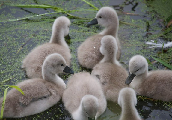 our baby Cygnets!