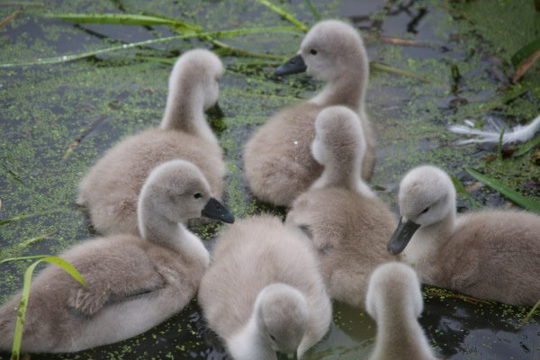 deVOL-kitchens-blog-Cotes Mill-wildlife-photography-baby-cygnets-swans-river-cute