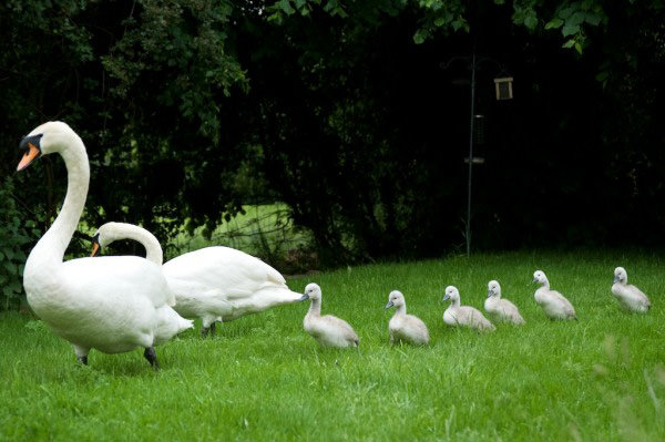 deVOL-kitchens-blog-Cotes Mill-wildlife-photography-baby-cygnets-swans-river-cute