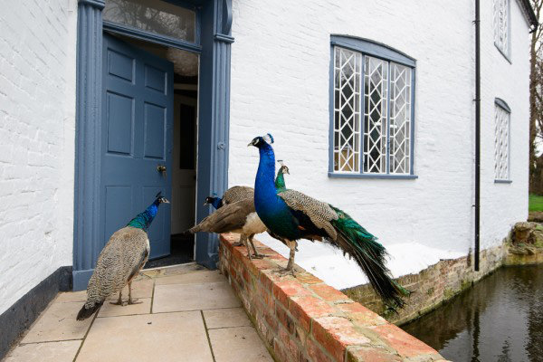I just love this shot of the peacocks against the blue of the Mill House