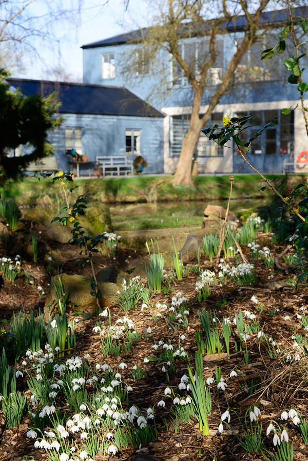 Snowdrops_DSC_8537