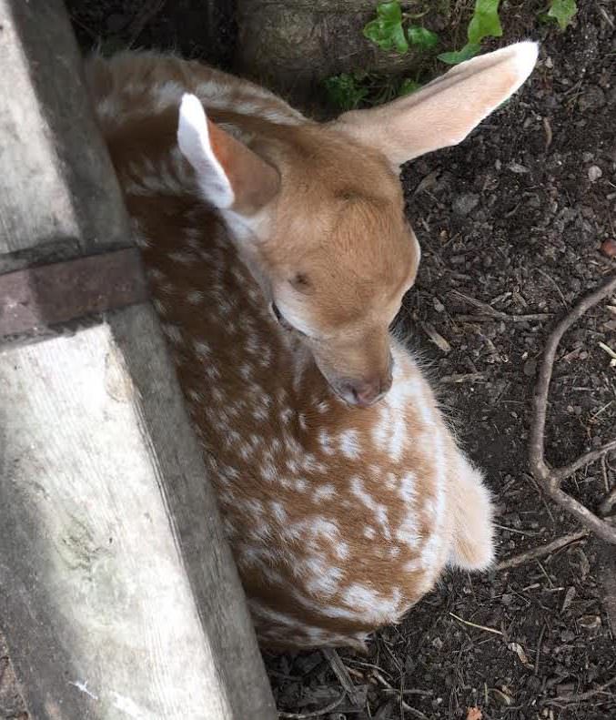 fawn