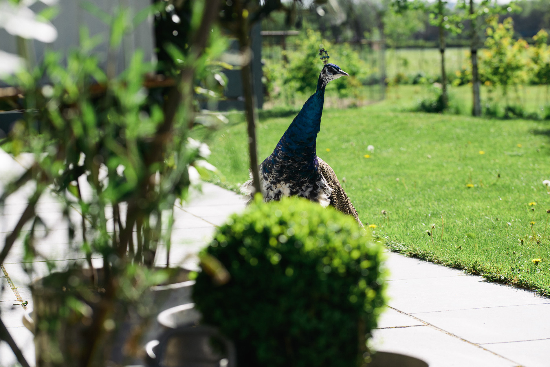 peacock