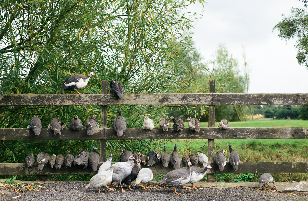 GuineaFowl-DSC_3020