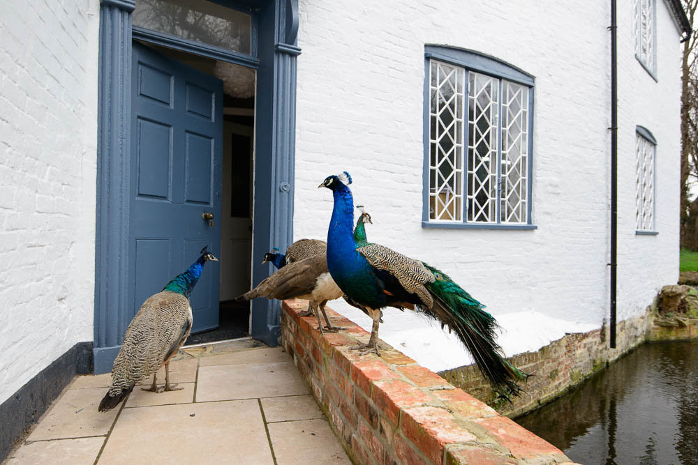 Peacocks_DSC9445