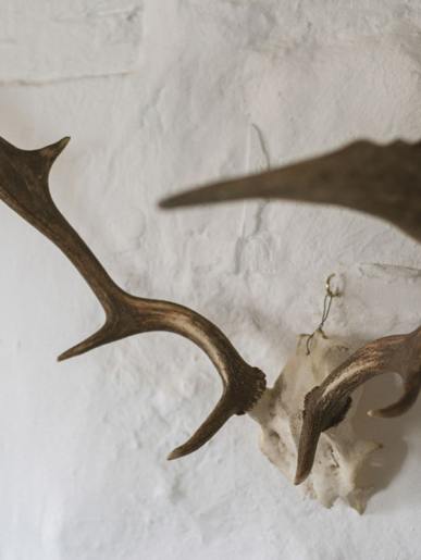 Large Antlers