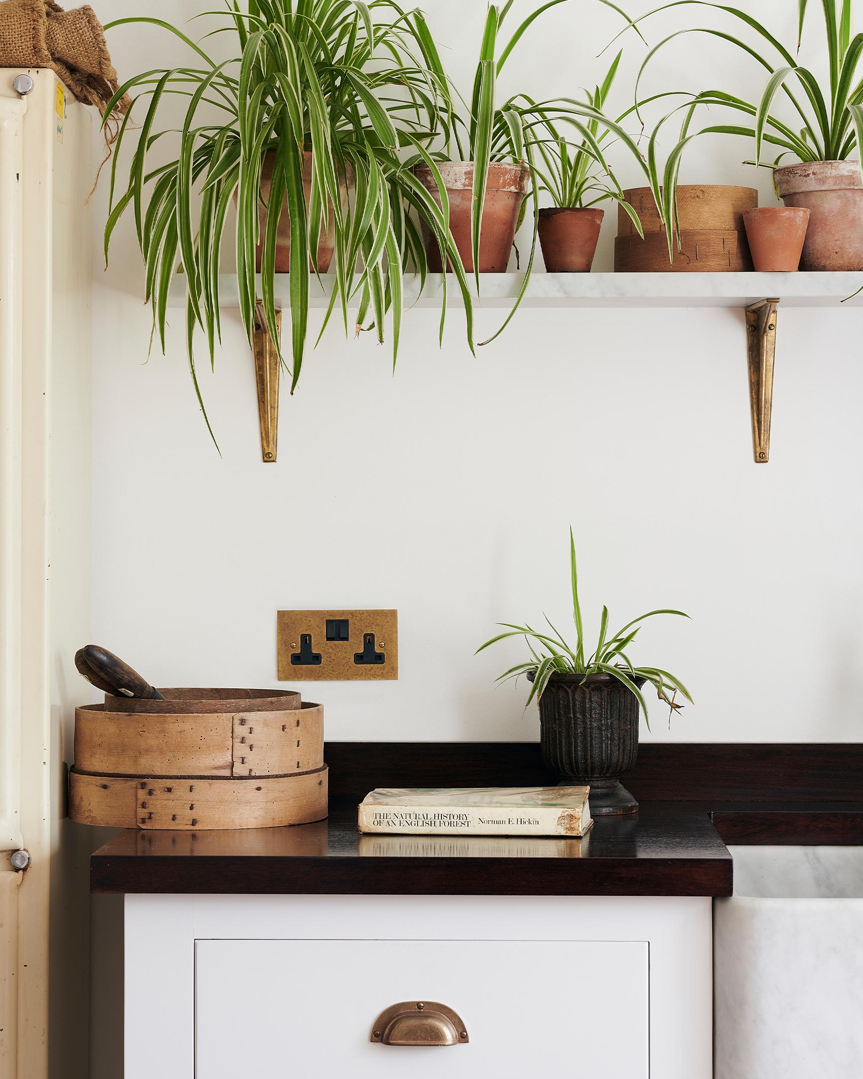 A close-up view of a classic 13 amp twin plug socket in a mottled aged brass finish on a white wall above a dark hardwood worktop. Lush spider plants in small terracotta pots hang down from a shelf above.